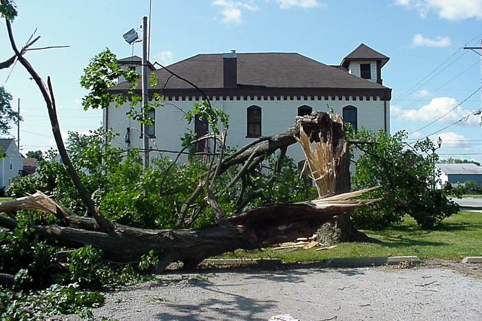 Large tree broken by severe wind